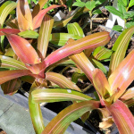 Neoregelia  / Bromelia - Jeune Plant