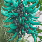 Strongylodon macrobotrys / Liane de Jade - Jeune plant