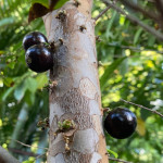 Myrciaria cauliflora / Jaboticaba - Jeune plant - Rare