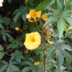 Ipomea tuberosa / Rose de Bois - lot de 10 graines