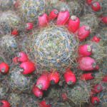 Mammillaria prolifera / Cactus - lot de 10 graines