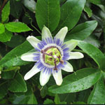Passiflora caerulea / Passiflore Bleue - lot de 15 graines