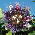 Passiflora ligularis / Passiflore / Grenadelle - lot de 20 graines