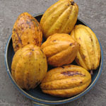 Cacao / Theobroma cacao - variété Forastero - Jeune Plant
