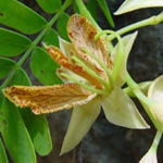 Tamarindus indica / Tamarin - jeune plant