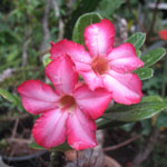 Adenium obesum / Rose du Désert - lot de 10 graines