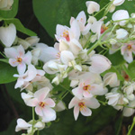 Antigonon leptotus / Liane de Corail Blanc - lot de 10 graines