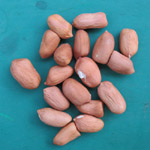 Arachis hypogea / Arachide / Cacahuete - Lot de 10 graines
