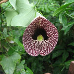 Aristolochia elegans / Aristoloche - lot de 20 graines