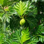 Artocarpus altilis var. seminifera / Arbre à Pain - Jeune Plant - Rare