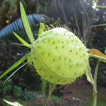 Asclepias physocarpa / Tihuette / Arbre à Papillons - lot de 10 graines