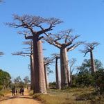 Adansonia grandidieri / Baobab - Jeune plant