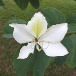 Bauhinia variegata candida / Arbre Orchidée - lot de 10 graines