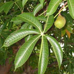 Bombacopsis glabra / Noisetier de Cayenne - Jeune Plant