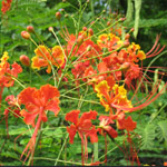 Caesalpinia pulcherrima / Flamboyant Nain Orange - lot de 15 graines