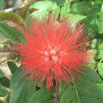 Calliandra hematocephala / Calliandre - lot de 5 graines