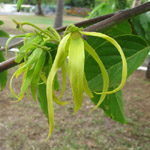 Cananga odorata / Ylang Ylang - Jeune plant