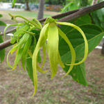 Cananga odorata / Ylang Ylang - lot de 15 graines