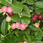 Carissa macrocarpa / Prunier du Natal - Jeune plant