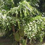 Caryota mitis / Palmier Queue de Poisson - lot de 15 graines