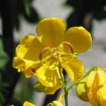 Cassia pendula / Senna - lot de 10 graines