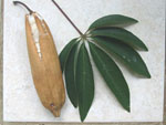 Ceiba pentandra / Kapokier - lot de 10 graines