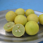 Citrus aurantifolia / Lime / Citron Galet - Mini plant