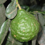 Citrus hystrix / Combava - jeune plant