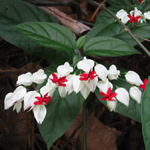 Clerodendrum thomsoniae / Cur de Marie