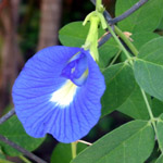 Clitorea ternatea / Pois bleu - lot de 6 graines