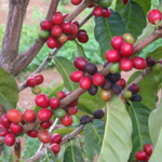 Coffea arabica / Caféier - lot de 10 graines