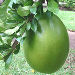 Crescentia cujete / Arbre Calebasse - Jeune plant - RARE