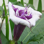 Datura ballerina