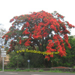 Delonix regia / Flamboyant