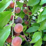 Dovyalis hebecarpa / Groseillier de Ceylan - lot de 10 graines