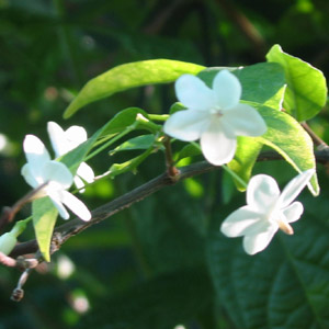 Wrightia religiosa / Etoile de Marie - jeune plant