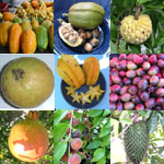 Graines Arbres Fruitiers - Assortiment de 100 graines