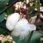 Gossypium herbaceum / Coton - jeune plant
