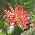 Grevillea banksii / Protea - lot de 6 graines