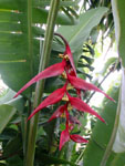 Heliconia revoluta - Rhizome