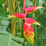 Heliconia rostrata - Rhizome