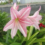 Hippeastrum / Amaryllis - lot de 15 graines