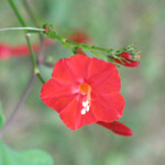 Ipomea coccinea / Volubilis Rouge - lot de 20 graines