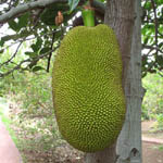 Artocarpus heterophyllus / Jacquier - lot de 5 graines