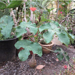 Jatropha podagrica / Baobab Nain - Jeune Plant