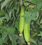 Luffa cylindrica / Courge / Eponge Végétale - lot de 10 graines