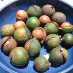 Macadamia ternifolia / Noix de Macadamia - jeune plant