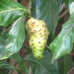 Morinda citrifolia / Noni -  Mini plant