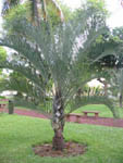 Neodypsis decaryi / Palmier Triangulaire - Jeune Plant