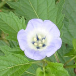Nicandra physaloïdes / Faux Coqueret - lot de 20 graines